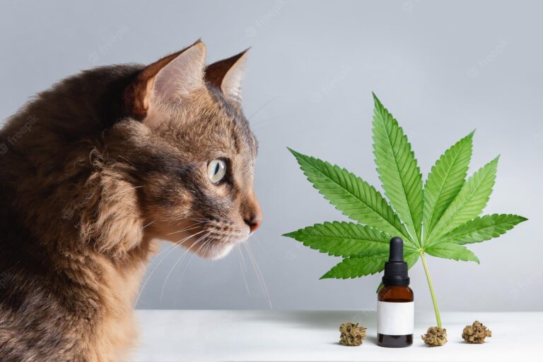 CBD For Cats With Seizures How It Really Works For You