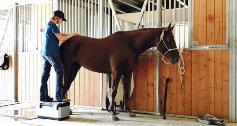 Exploring Daegu's Dry Horse Massage